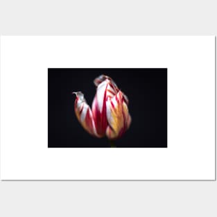 Striped red and yellow tulip Posters and Art